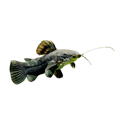 Catfish