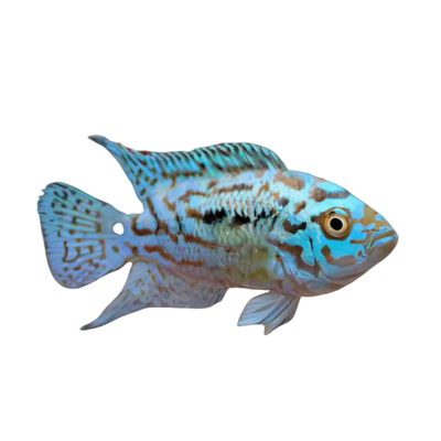 Cichlasoma