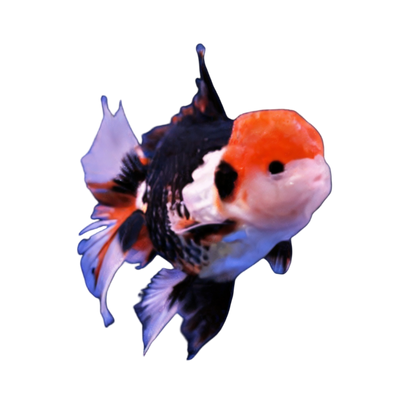 Fancy Goldfish