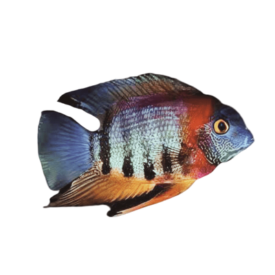 Severums