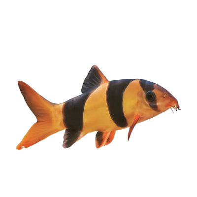 Loaches