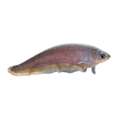 Knifefish