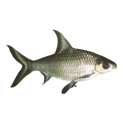 Freshwater Sharks