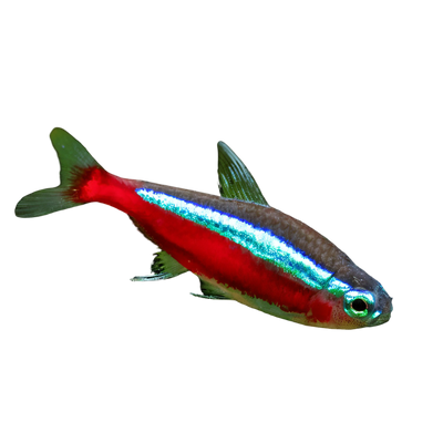 Tetras