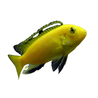 Labidochromis