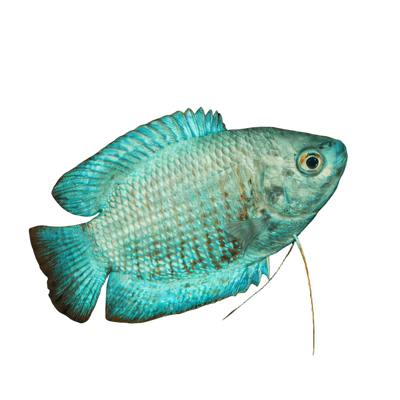 Gouramis