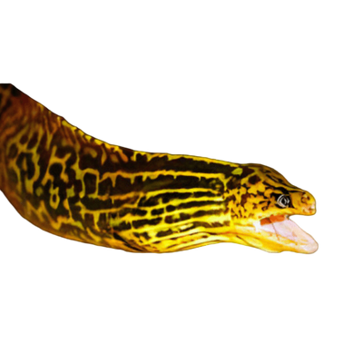 Eels