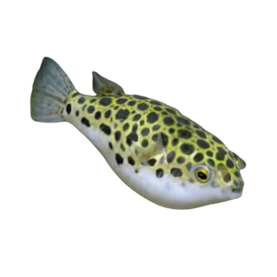 Brackish Fish