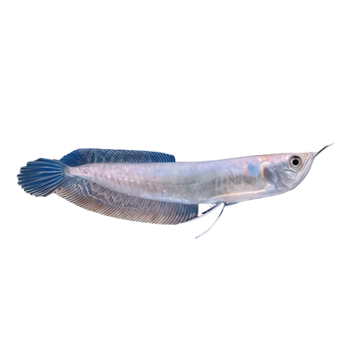 Silver Arowana