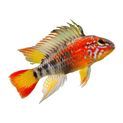 Apistogramma