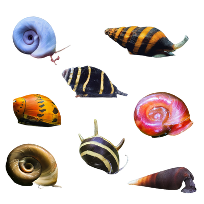 Snails