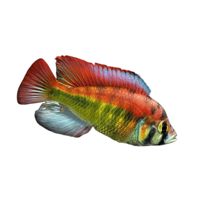 Haplochromis