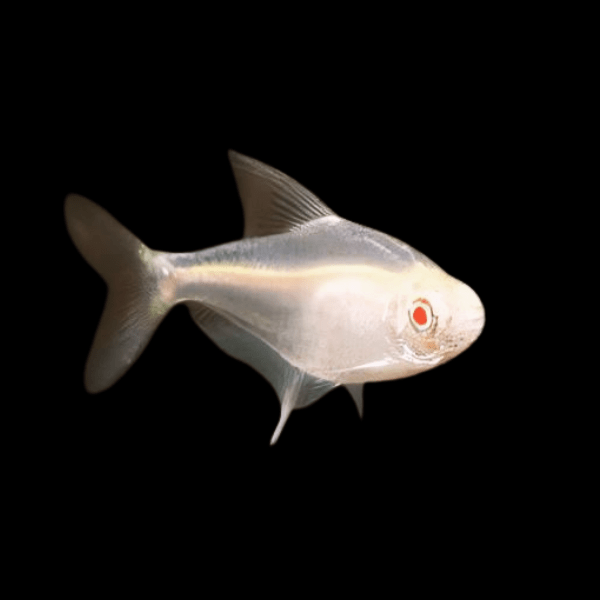 Albino Lemon Tetra Hyphessobrycon Pulchripinnis 2cm