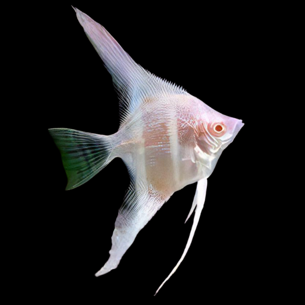 Albino Red Eye Angelfish Pterophyllum Scalare 6cm