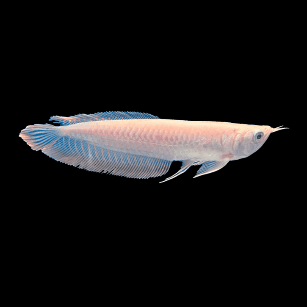 Albino Silver Arowana Osteoglossum Bicirrhosum 15cm