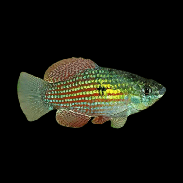American Flagfish Jordanella Floridae 4cm