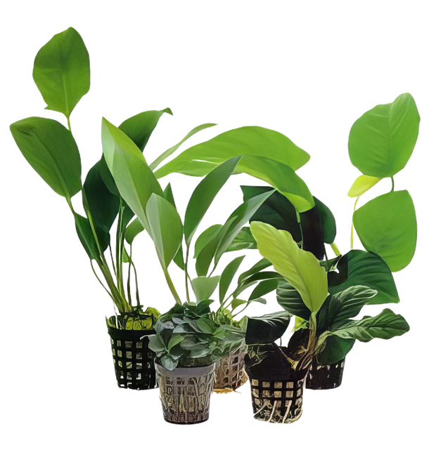 Ten Potted Plants Assorted Anubias Plants