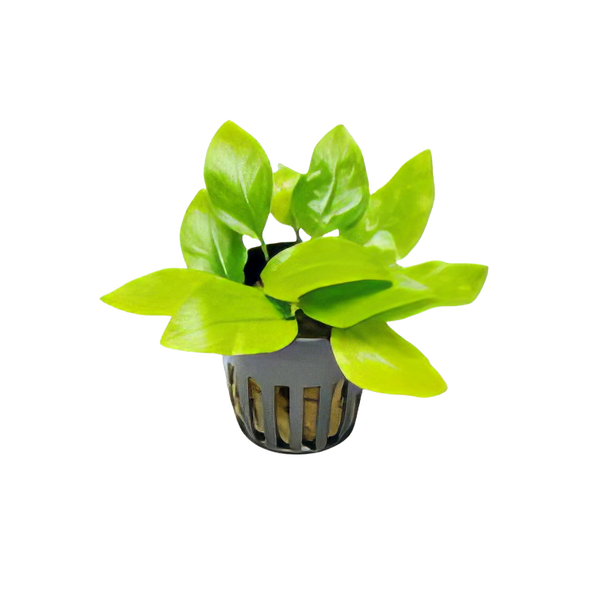 Five Potted Plants Golden Dwarf Anubias Plant Anubias Nana