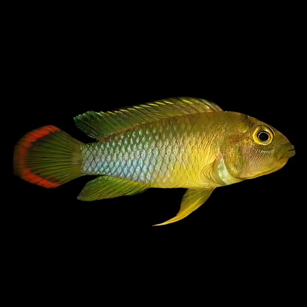 Apistogramma Njesseni 3cm