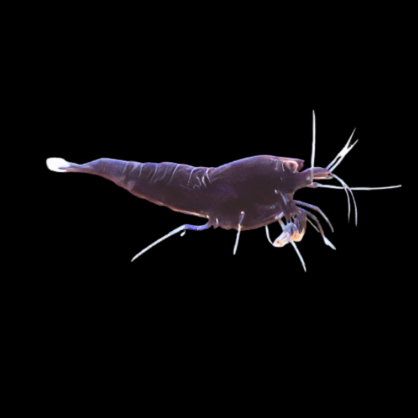 10 x Black King Kong High Grade Shrimp Caridina Sp 2cm