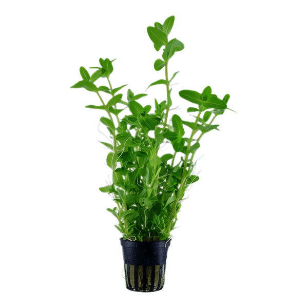 Five Potted Plants Bacopa Plant Bacopa Caroliniana