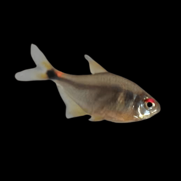 Beacon Tetra Hemigrammus Ocellifer 2cm