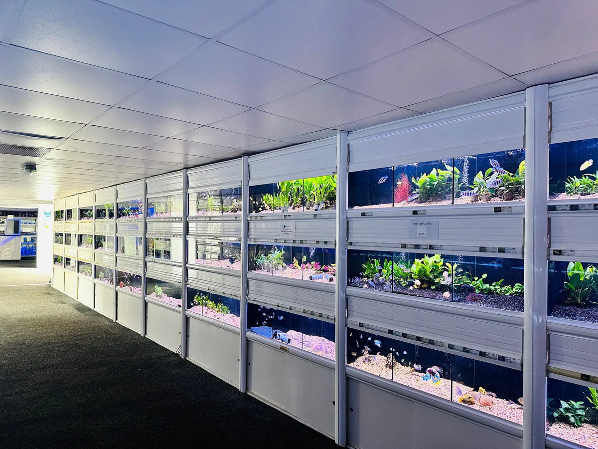 Birchwood Aquatic Centre fish hall showing tropical and marine fish 