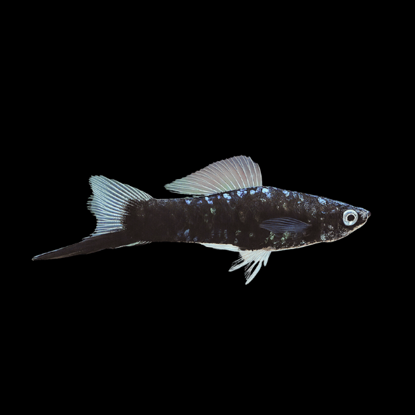 Black Swordtail Xiphophorus Hellerii 3cm