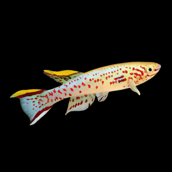 Blue Lyretail Panchax Aphyosemion Gardneri 3cm