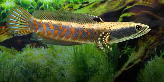 Beautiful Snakehead Channa Pulchra 10cm