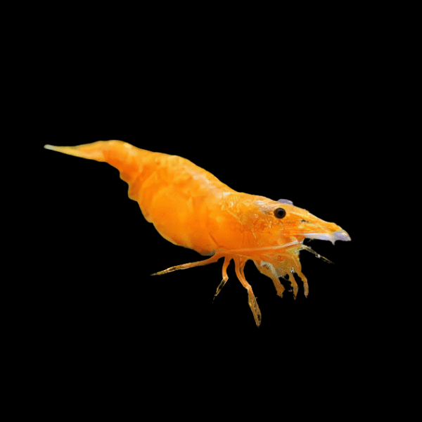 Cherry Orange Shrimp Neocaridina Davidi 2cm