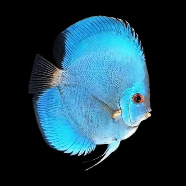Cobalt Blue Discus