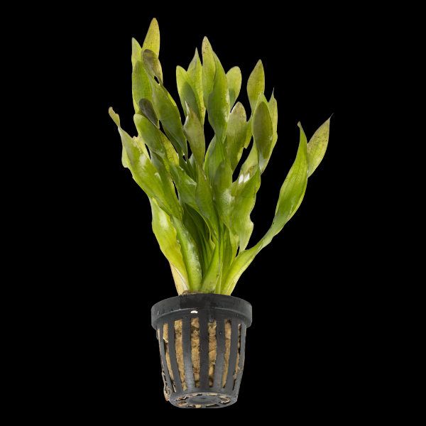 Five Potted Plants Twisted Small Corkscrew Vallis Vallisneria Spiralis Torta