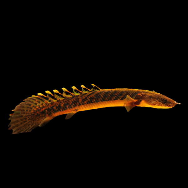 Cross River Teugelsi Bichir Polypterus Teugelsi 10cm