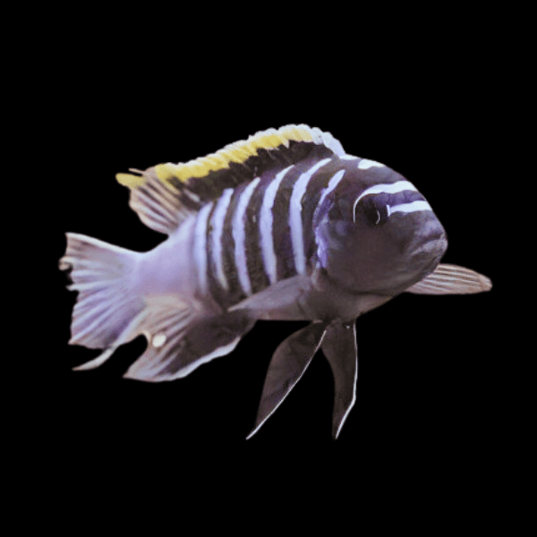 Pseudotropheus Cynotilapia Zebroides Malawi African Cichlid
