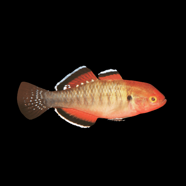 Empire Gudgeon Hypseleotris Compressa 4cm