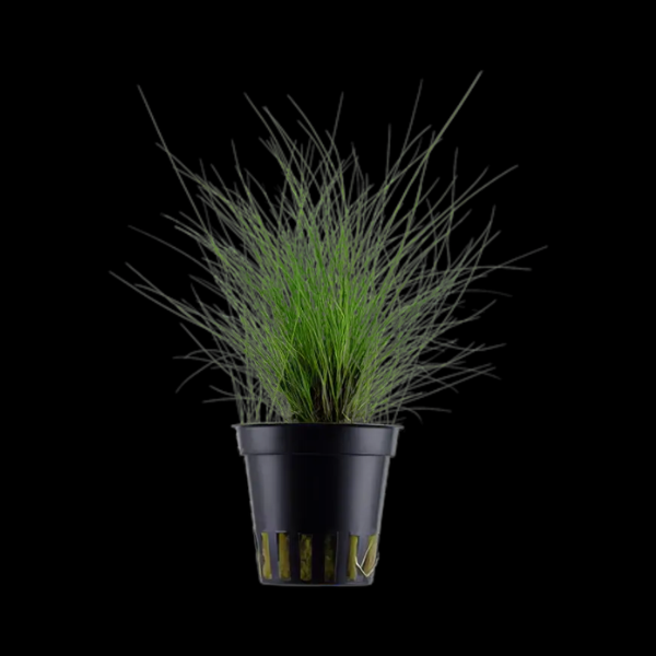 Five Potted Plants Dwarf Hairgrass Plant Eleocharis Acicularis