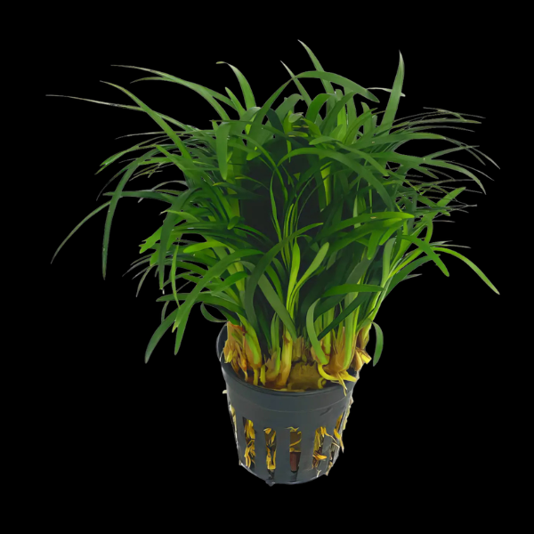 Five Potted Plants Fountain Plant Ophiopogon Japonice