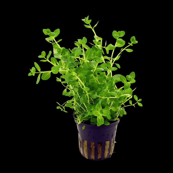 Five Potted Plants Green Rotala Plant Rotala Rotundifolia Indica