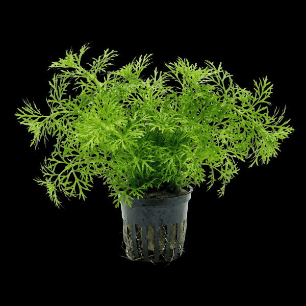 Five Potted Plants India Fern Plant Ceratopteris Thalictroides