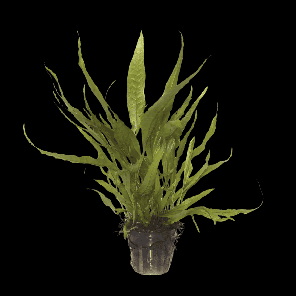 Five Potted Plants Java Fern Microsorium Pteropus