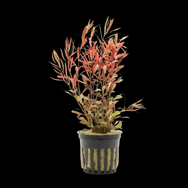 Five Potted Plants Needle Leaf Ludwigia Plant Ludwigia Arcuata
