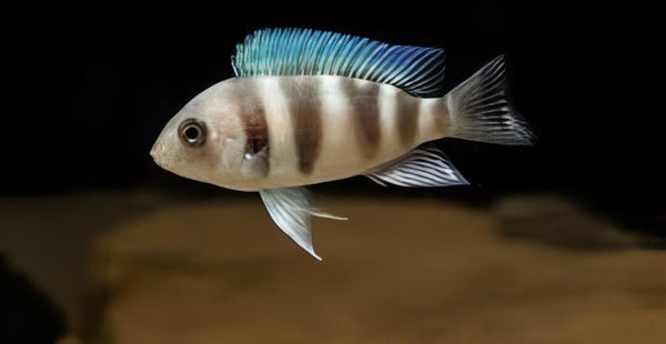 Cyphotilapia Frontosa Mpimbwe 3cm