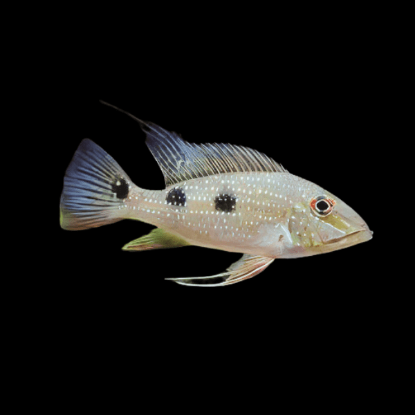 Geophagus Daemoni 4cm