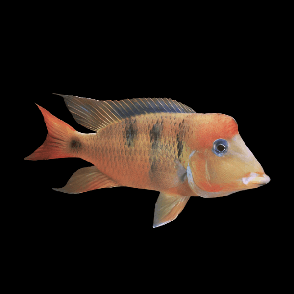 Geophagus Pellegrini 4cm