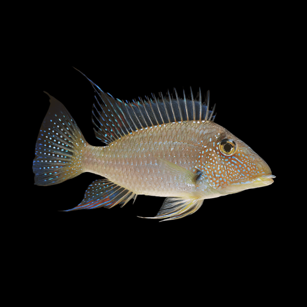 Geophagus Satanoperca Jurupari 4cm