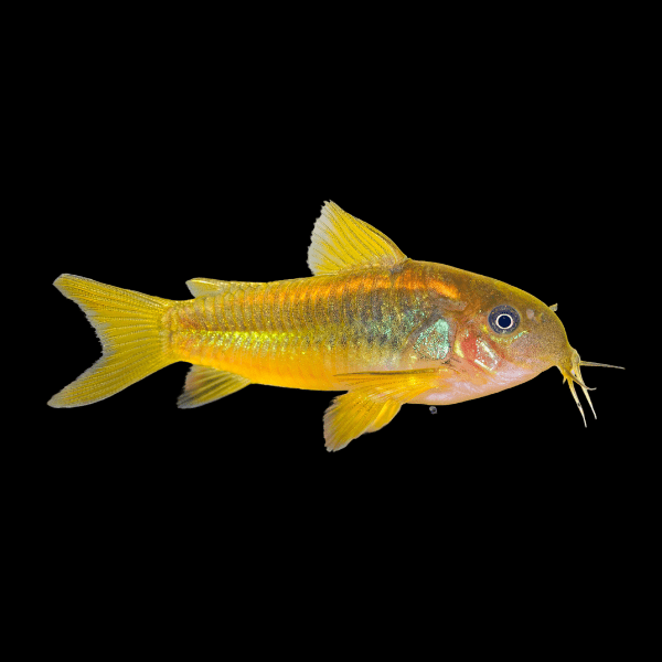 Gold Laser Corydoras SP CW010 3cm Catfish