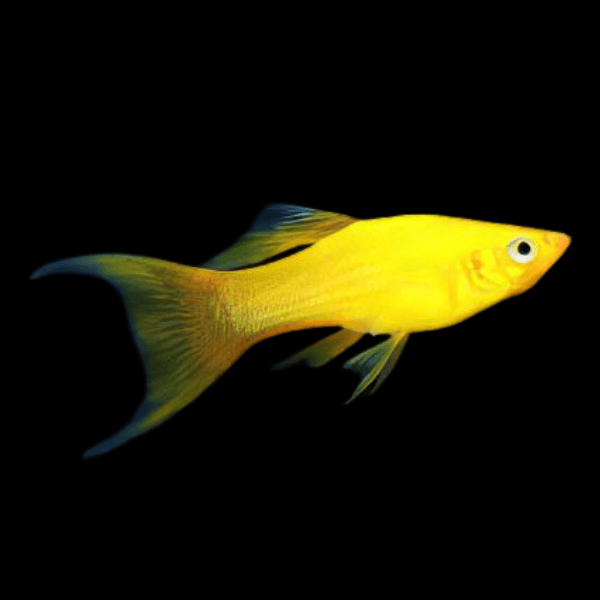 Golden Lyretail Molly Poecilia Sphenops 3cm