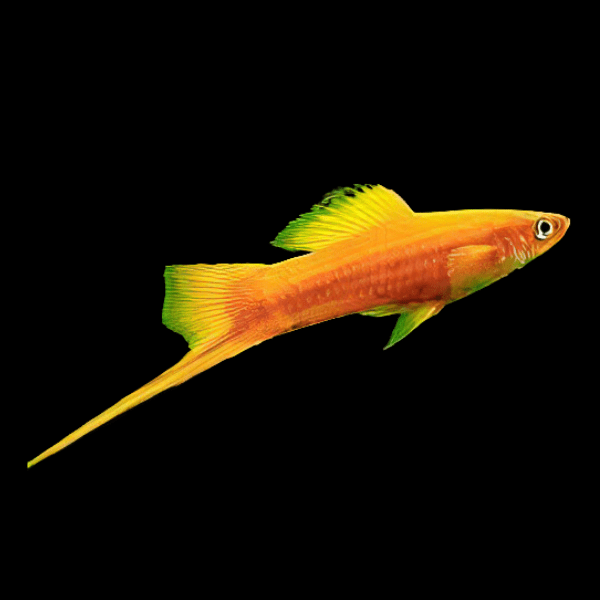 Golden Swordtail Xiphophorus Hellerii 3cm
