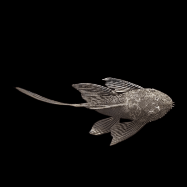 Long Fin Green Dragon Bristlenose Pleco Ancistrus